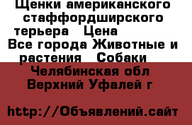 Щенки американского стаффордширского терьера › Цена ­ 20 000 - Все города Животные и растения » Собаки   . Челябинская обл.,Верхний Уфалей г.